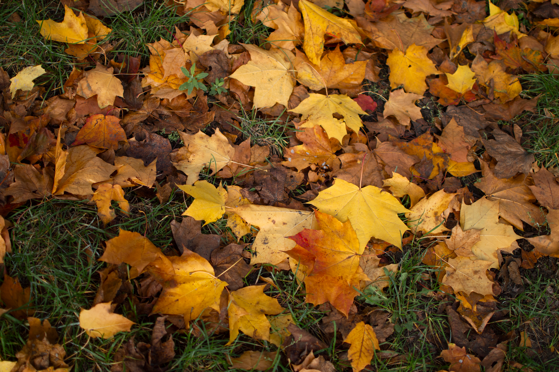 Are Fall Hazards and Accessibility Problems Making Daily Movement Risky?