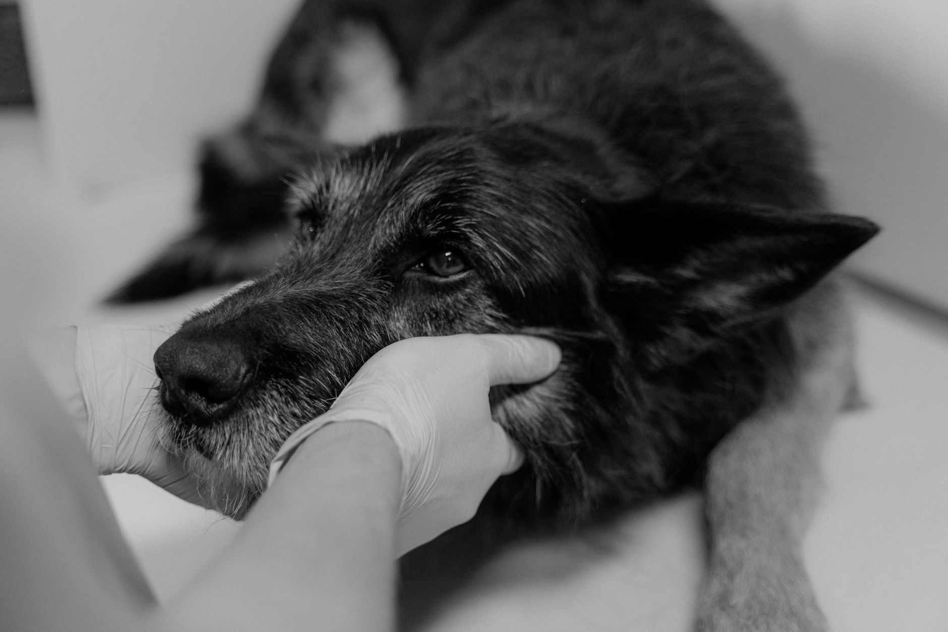 Falls, Injuries, and Pet-Related Accidents in Aging Adults