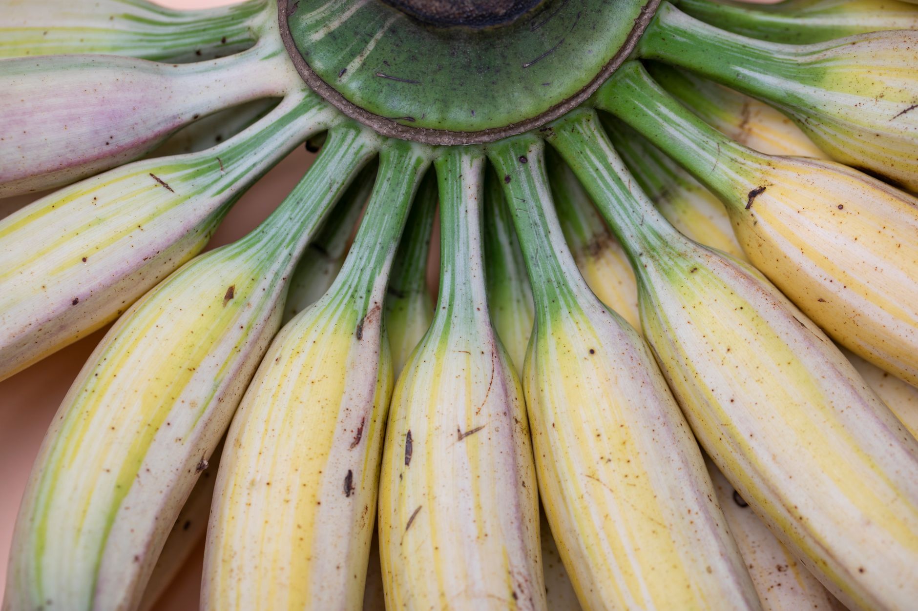 How Does Nutritional Deficiency Drive the Aging Process?