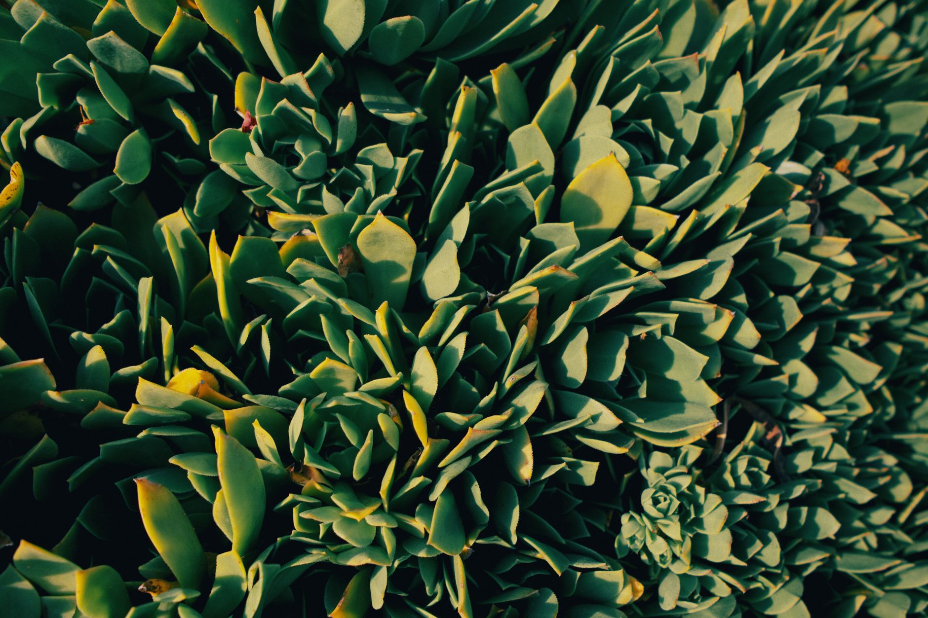 What Makes a Plant-Based Diet Different for Longevity and Aging?
