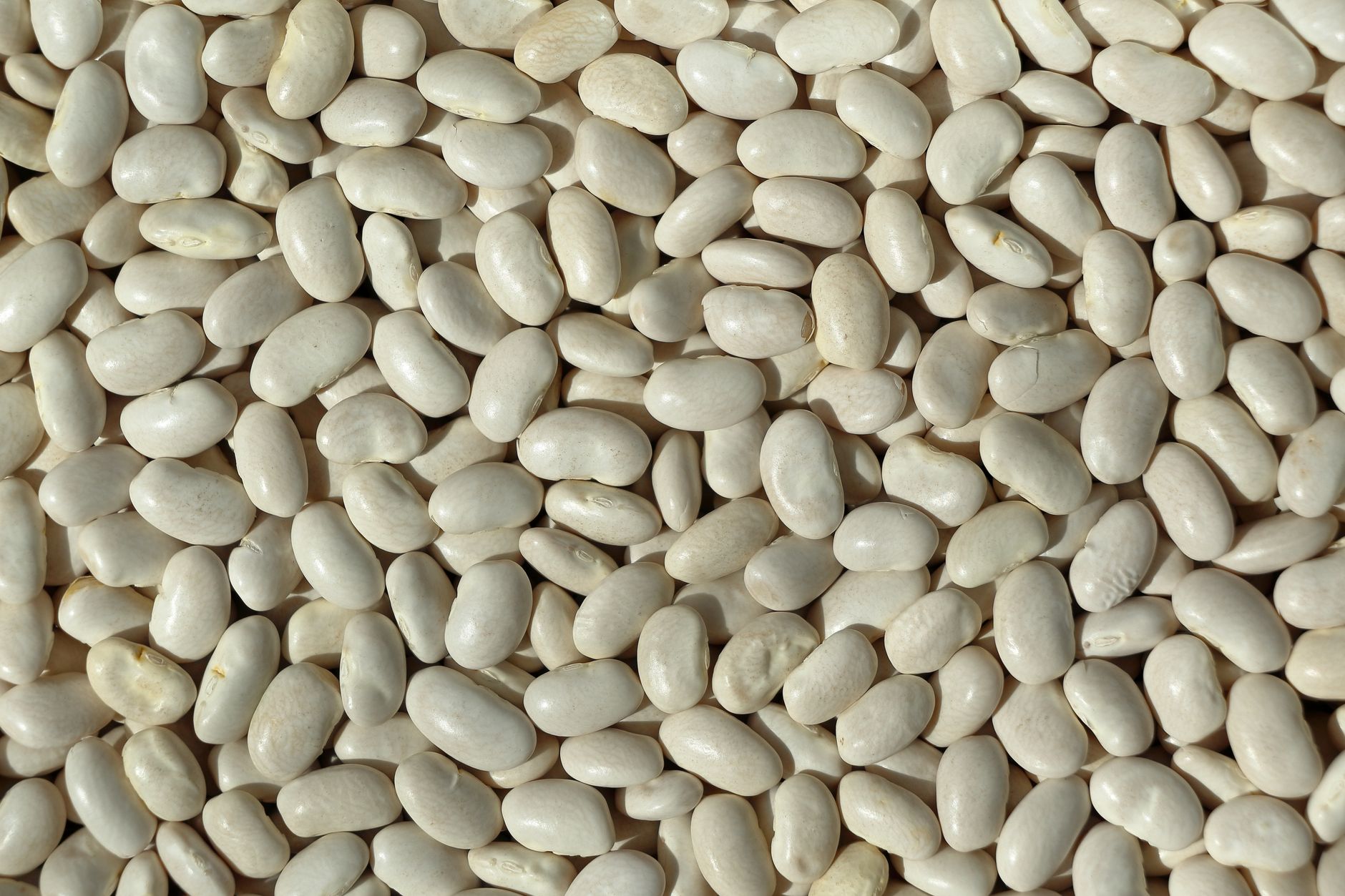 What Makes Legumes the Foundation of Blue Zone Longevity?