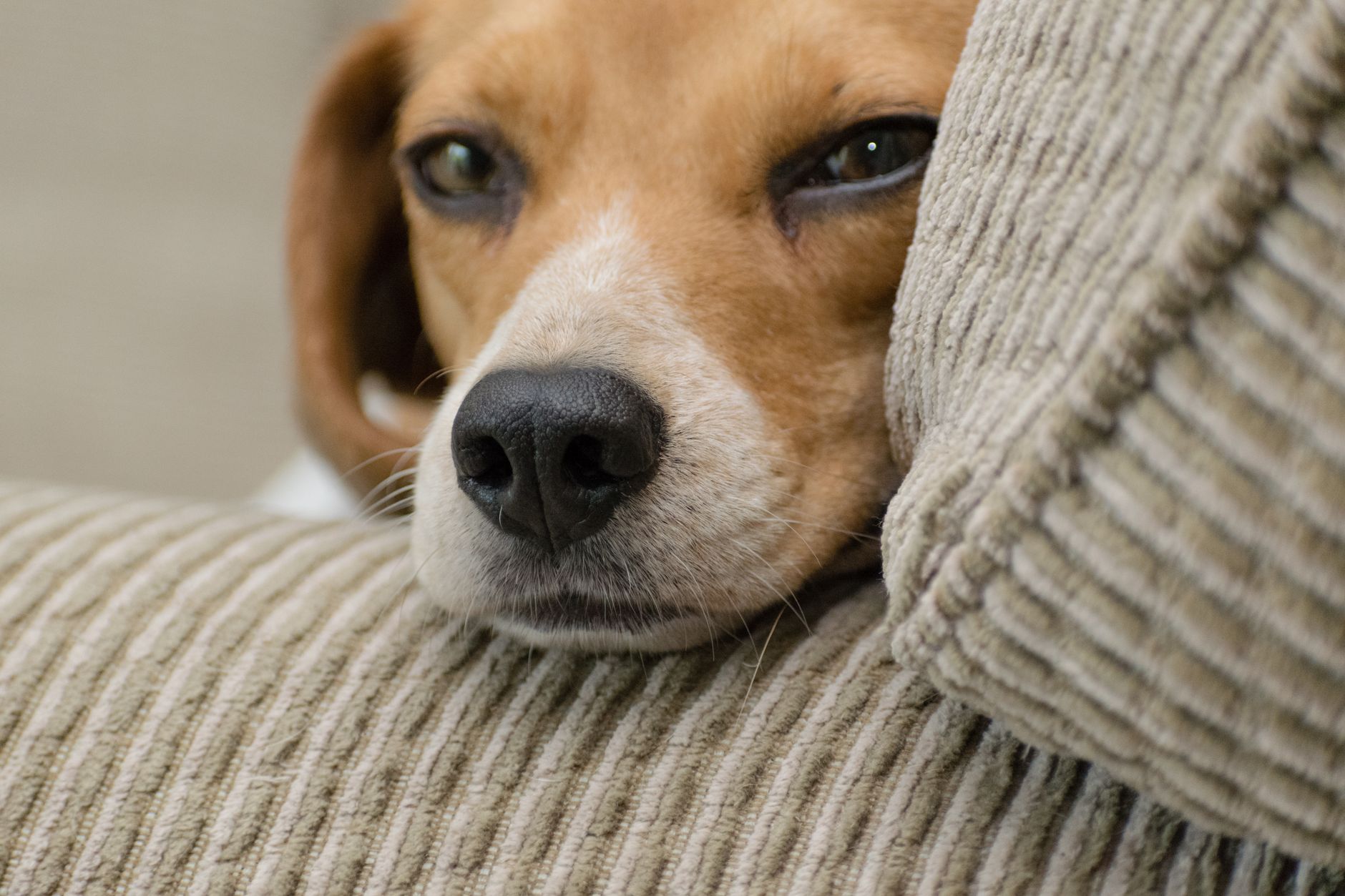 Why Can't Pets Move Into Assisted Living Facilities?