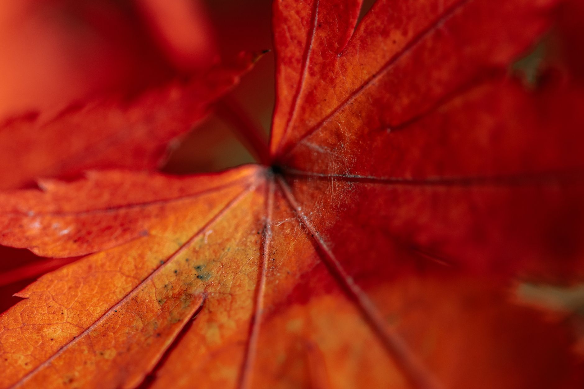 Why One Fall Sets Off a Chain Reaction of Physical Decline