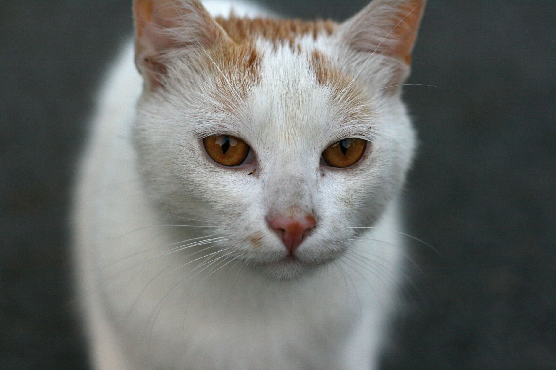 Why Pets Matter for Emotional Health and Social Connection