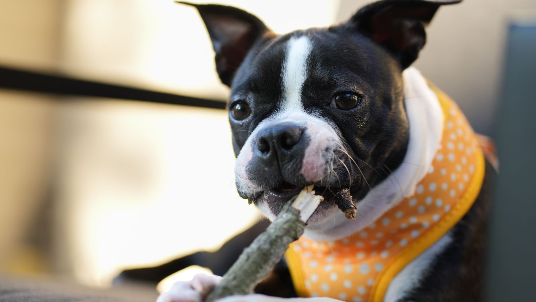 Chewing, Swallowing, and Digestive Concerns