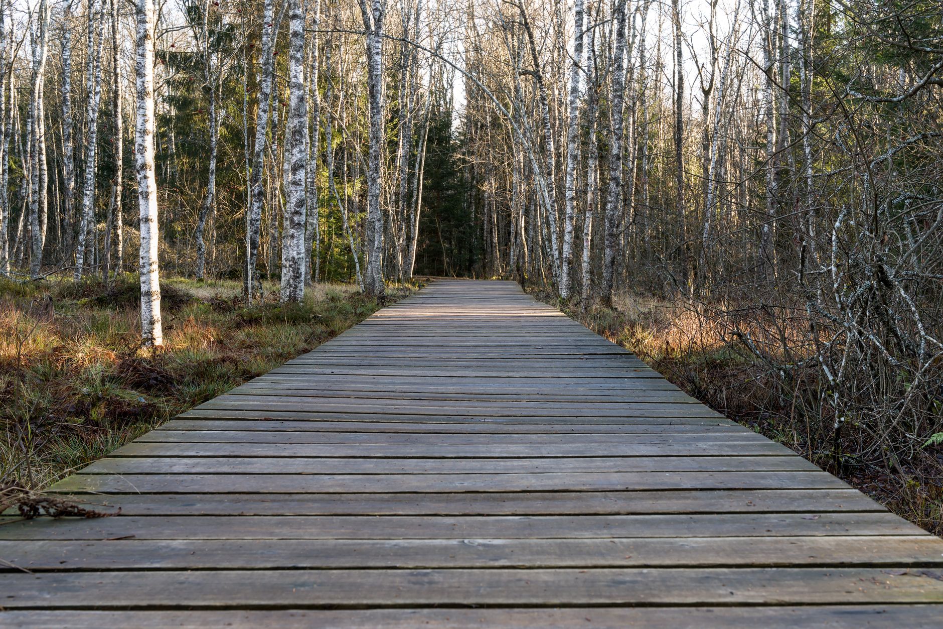 How Weight Loss Through Walking Preserves Function and Independence