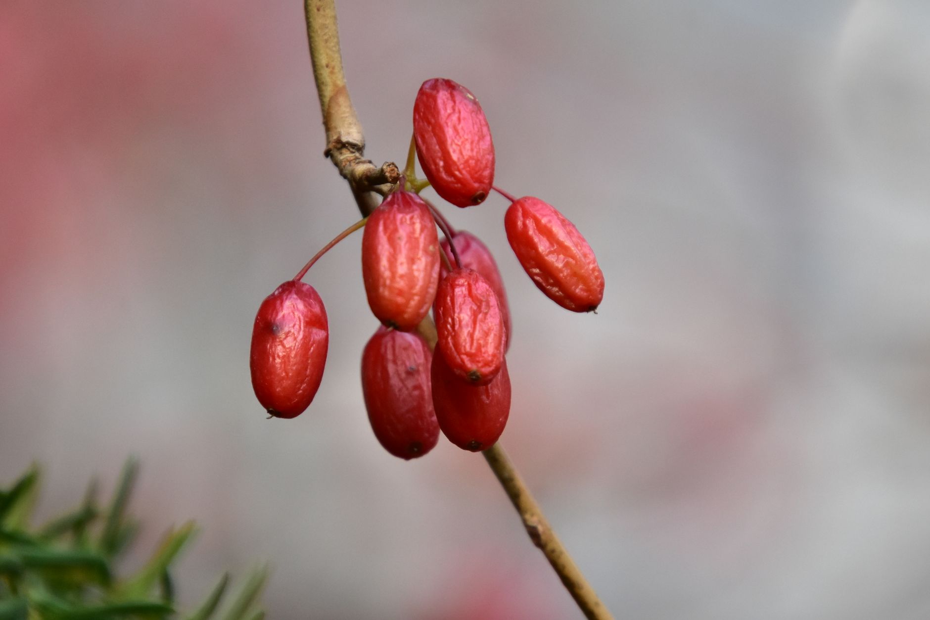 Which Fruits Are Easiest to Eat and Prepare for Aging Adults?